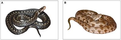 Association Between Fear and Beauty Evaluation of Snakes: Cross-Cultural Findings